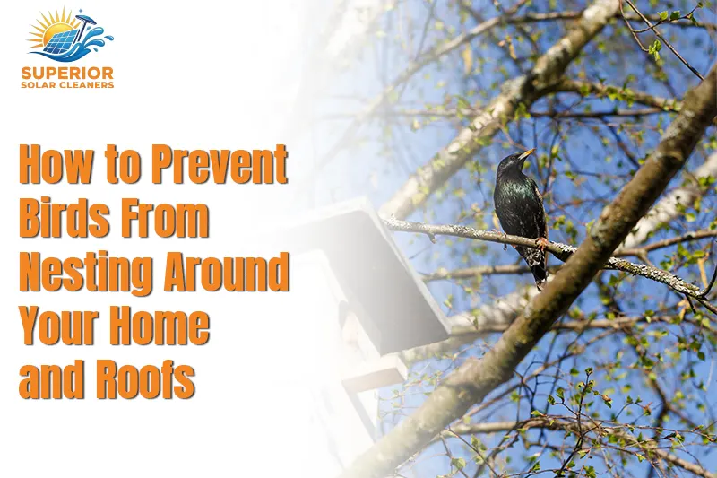 How to Prevent Birds From Nesting Around Your Home and Roofs