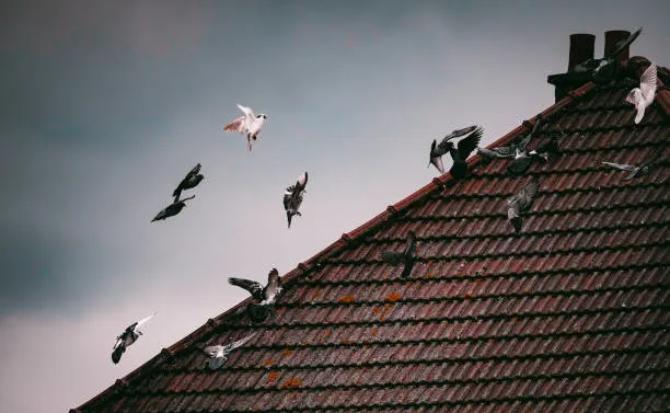 Effective Ways to Remove Unwanted Birds From Your Property