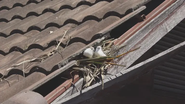 Block Roof Gaps Before Birds Can Build Nests
